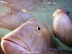 Some more of the tame spangled and northwest snapper in C... by Kooch Kat 